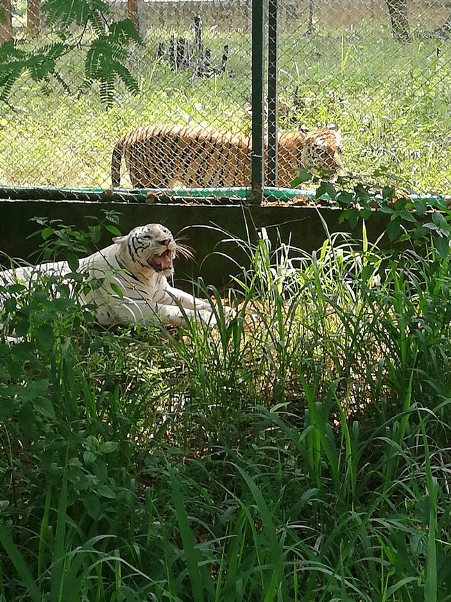 Banaghatas zoodārzs un safari