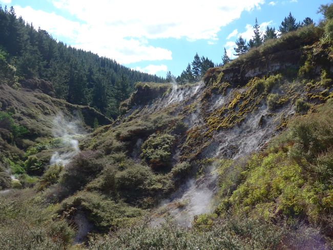 Eingezäunte Natur und Schwefeldämpfe (Neuseeland Teil 3)