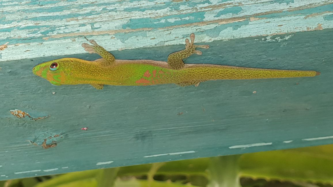 green geckoooo