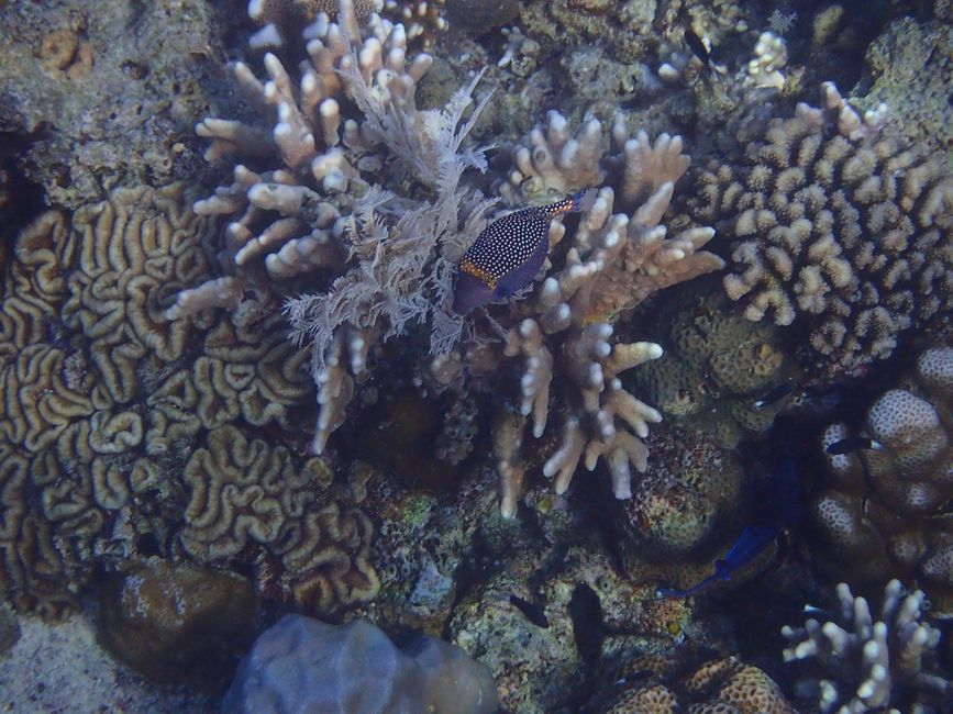 Indonesia - North Sulawesi - Bunaken NP - Spotted Boxfish