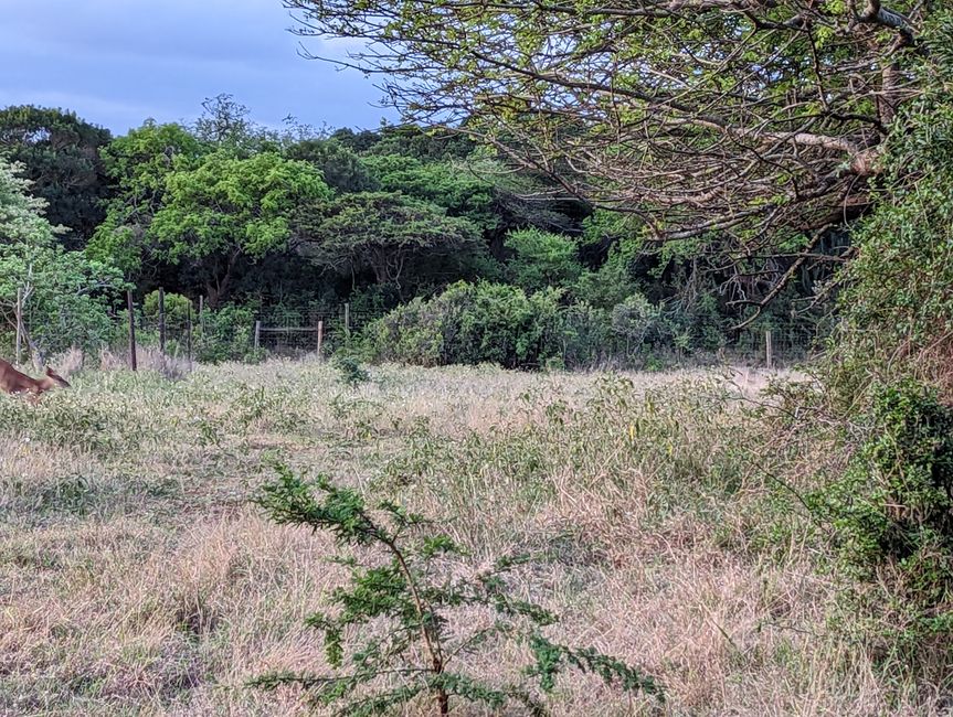 Hluhluwe-Nationalpark, iSimangaliso-Nationalpark und St. Lucia