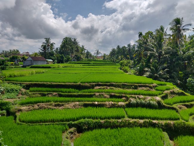 Bali - Yoga Stunde zwischen Reisfeldern