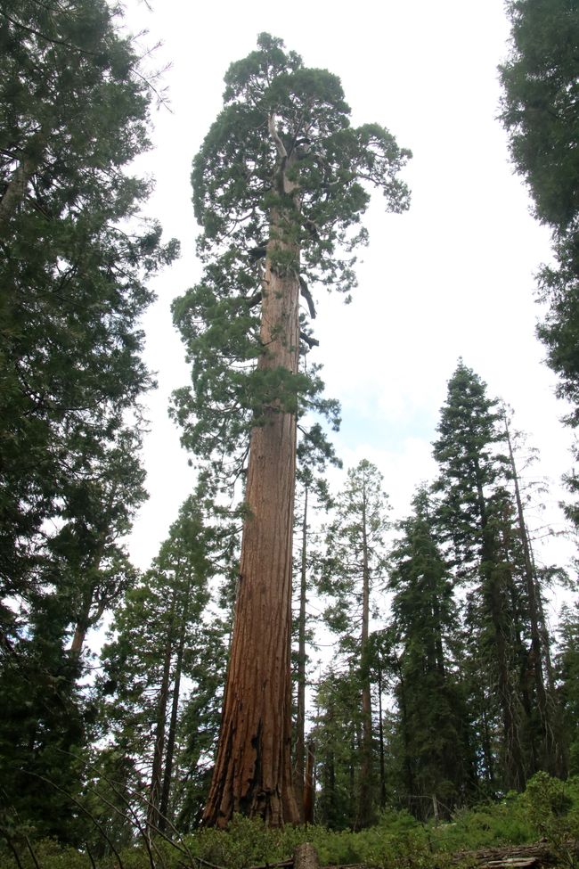 Giganten-Treffen im Sequoia und Kings Canyon NP /Kalifornien