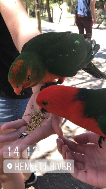 Richtig schöne, handzahme Papageien
