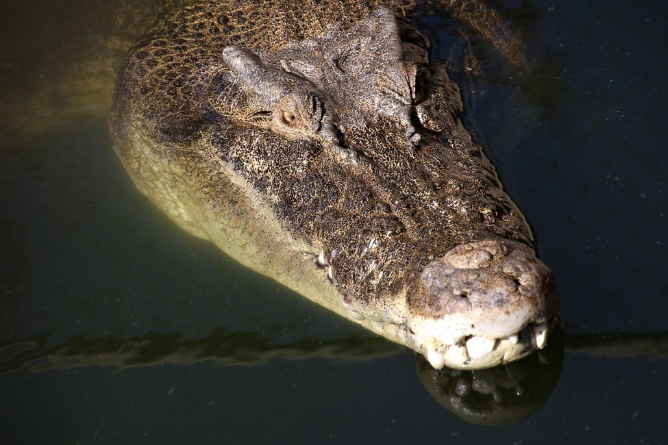Tag 23: Zahme Fische, Krokodile & ein sprechender Kakadu