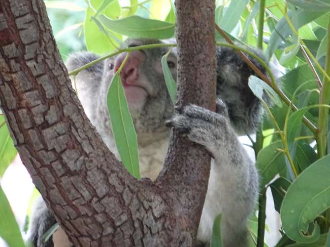 Koala cuddling on Magnetic Island