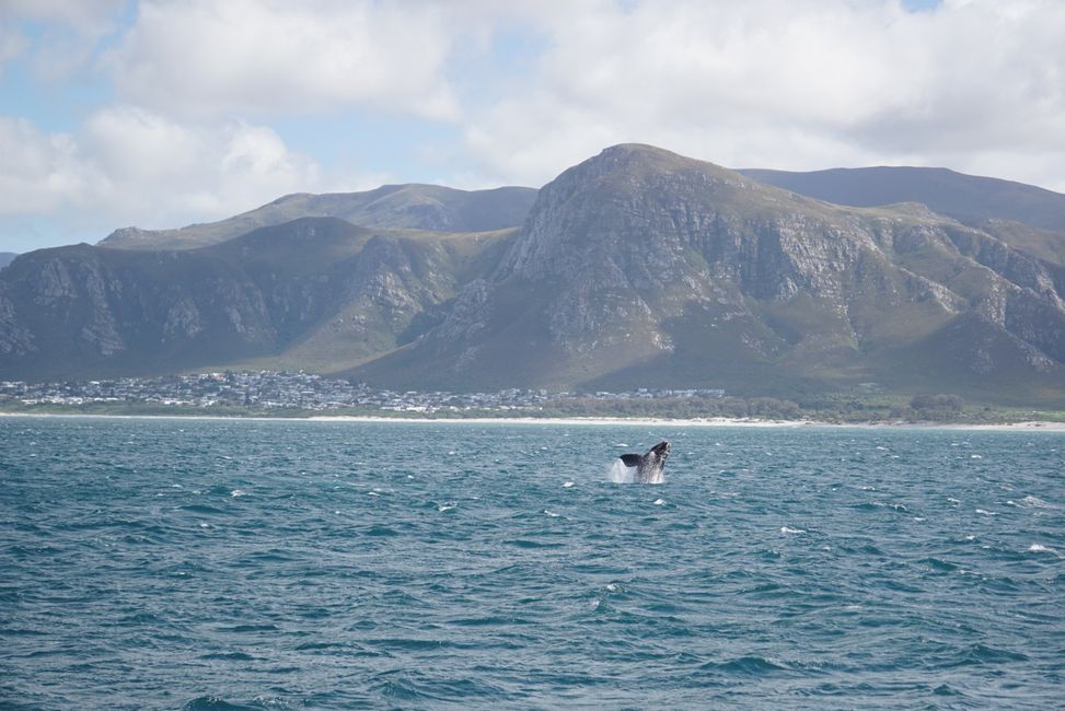 Hermanus ♥️