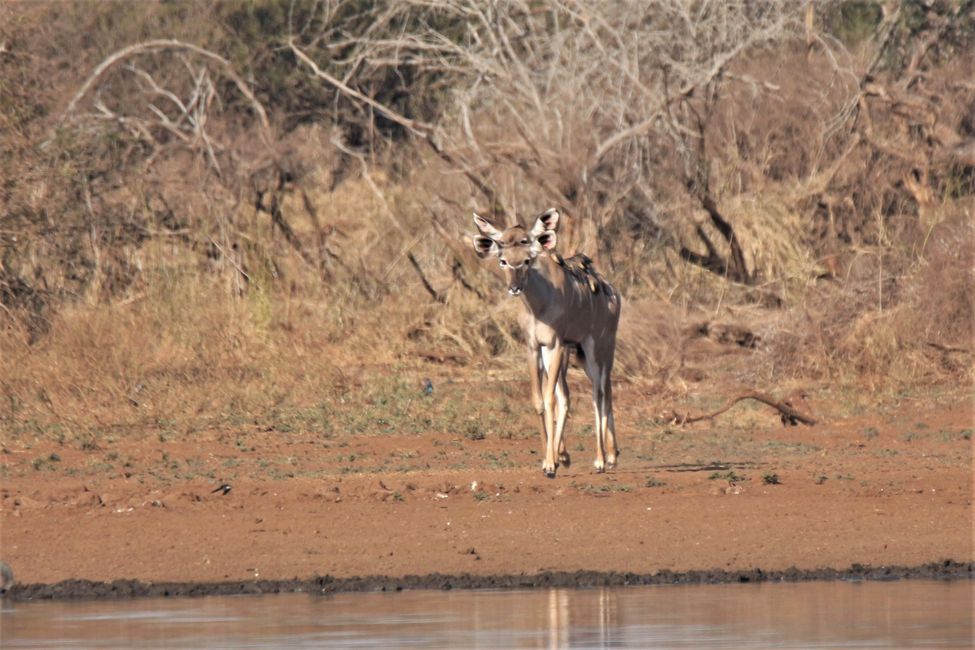 Tag 17: Wir erkunden den südlichen Kruger NP