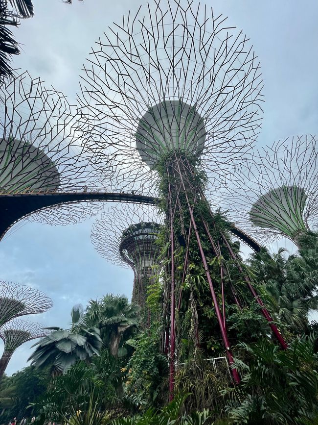 The Cloud Trees in Gardens by the bay