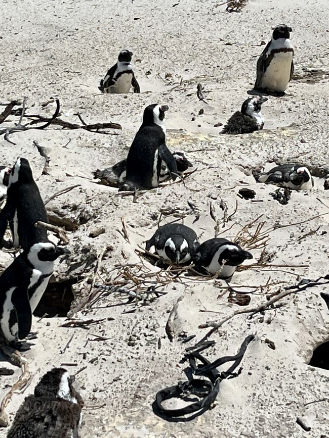 Pinguin Kolonie 