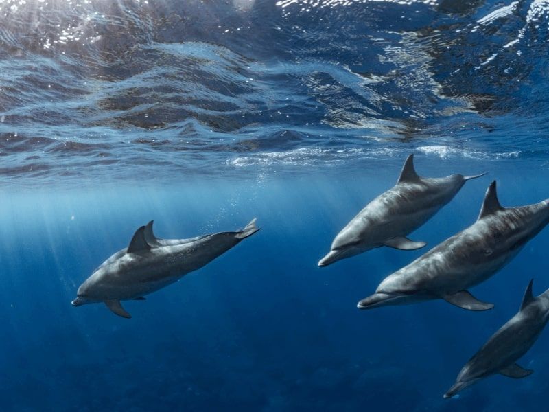 delphinschwimmen hurghada, delfinausflug hurghada