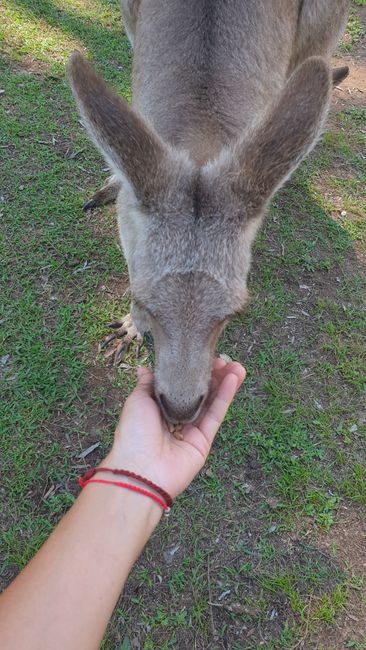 Lone Pine Sanctuary - the Australian petting zoo consists of kangaroos, wallabies, and emus