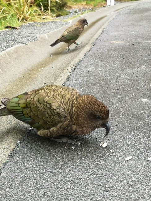 Hello Kea! They are so clever and naughty. Love them 😍