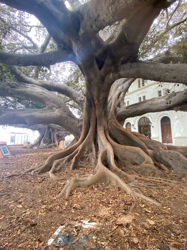 Ficus del Mora