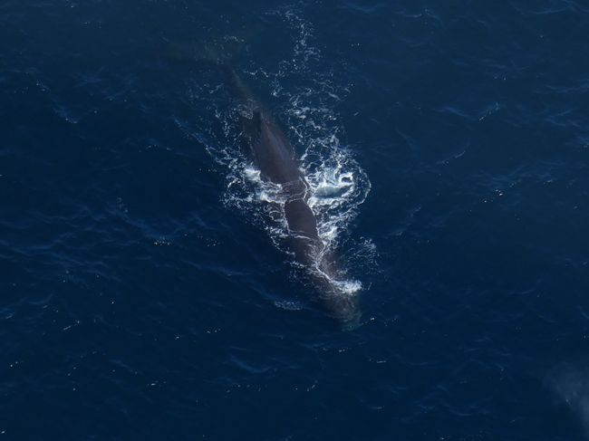 Whale watching bei Kaikoura 🐋