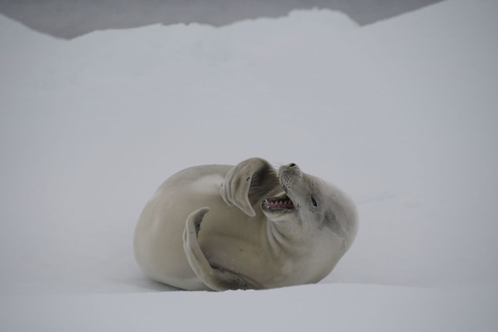 Crabeater seal