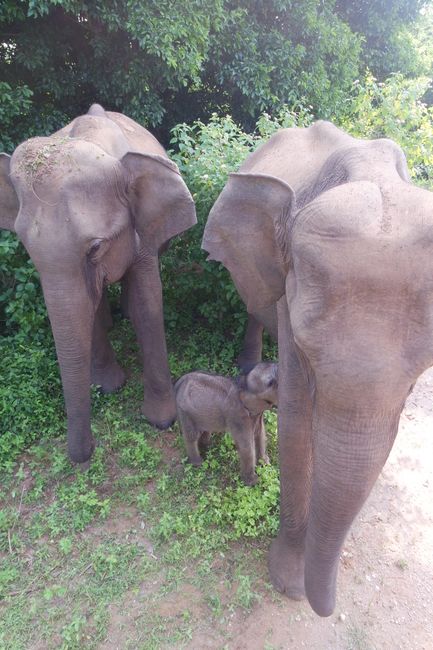 Elephants of Udawalawe