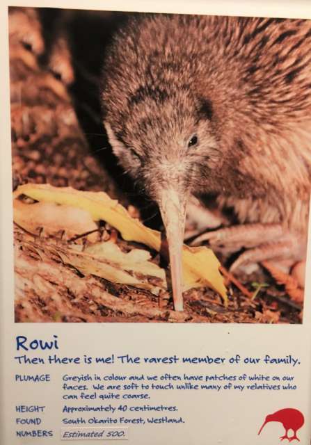 Rowi - the rarest Kiwi