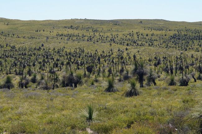 a natural park with grass trees