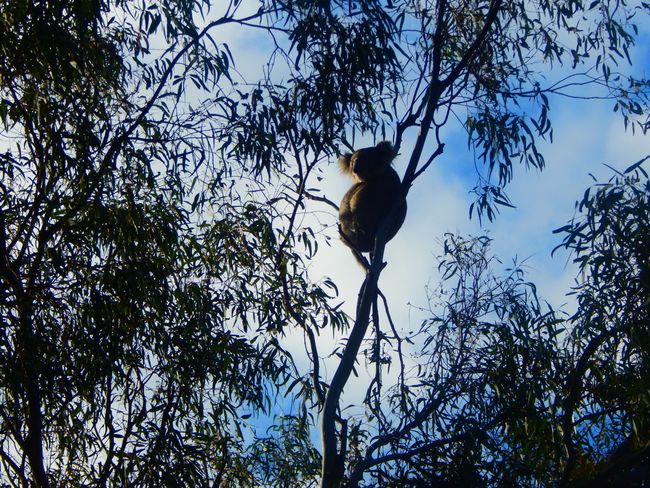 Leeton - Koala
