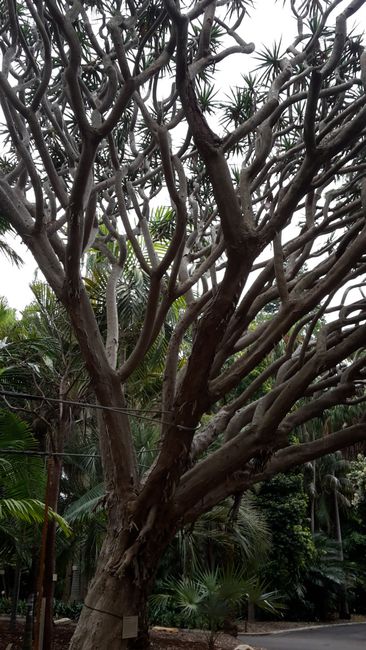 Spaziergang durch Sydney und geführte Tour durch den botanischen Garten