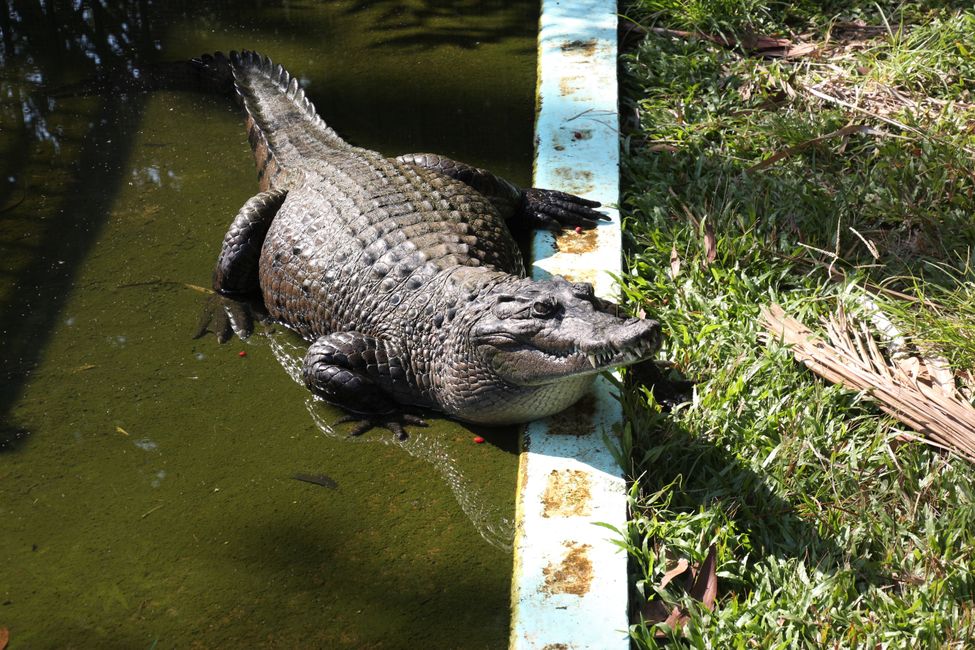 Day 23: Tame fish, crocodiles & a talking cockatoo