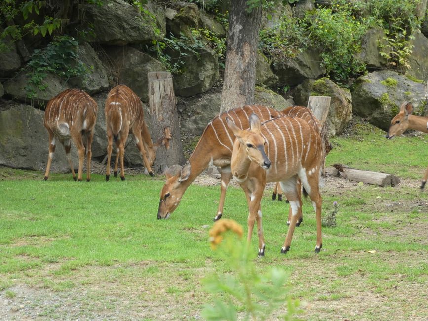Visit to the Zoo in Pilsen