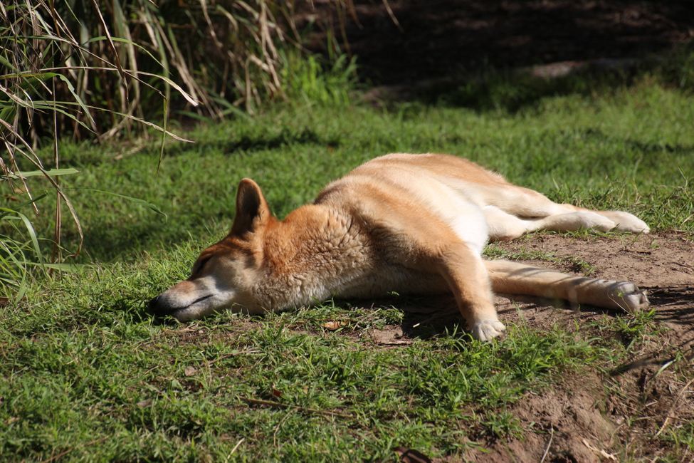 Schlafender Dingo