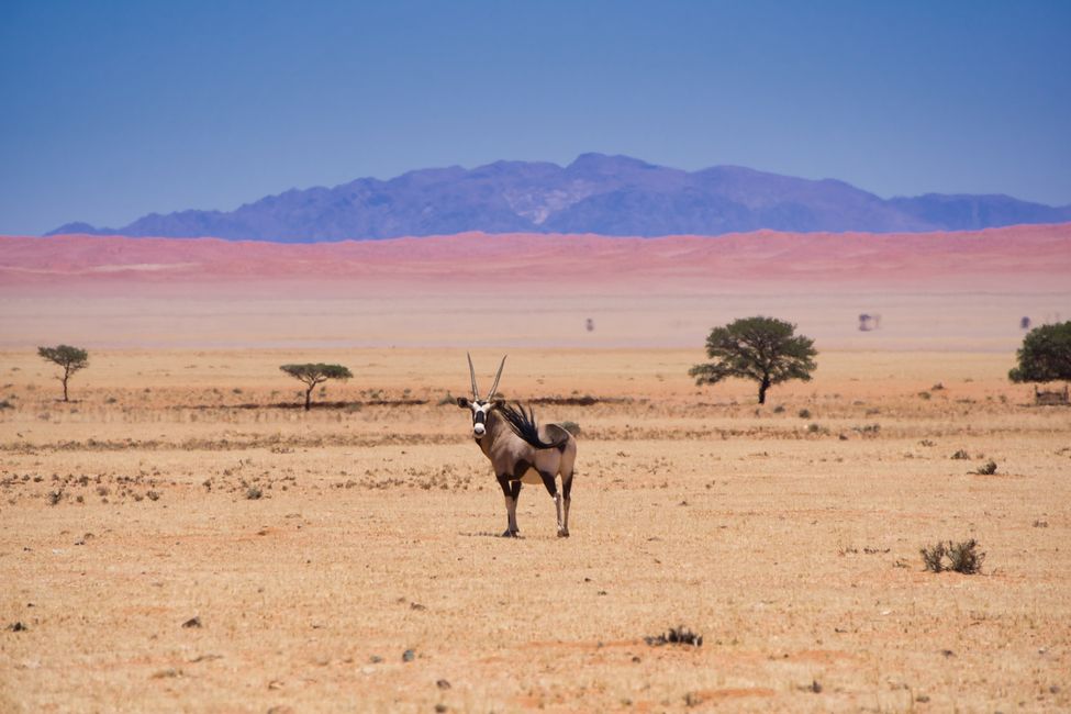 Oryx an den Tirasbergen