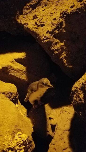 Wild penguins in St. Kilda