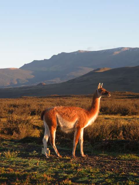 The guanaco (also typical for the region) was waiting for us by the side of the road