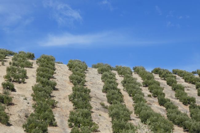 Olives - The Green Gold of Andalusia