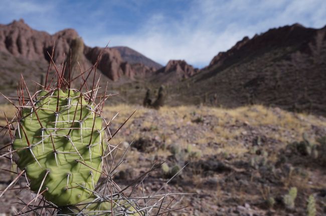 1 out of 1 million cacti in Jujuy