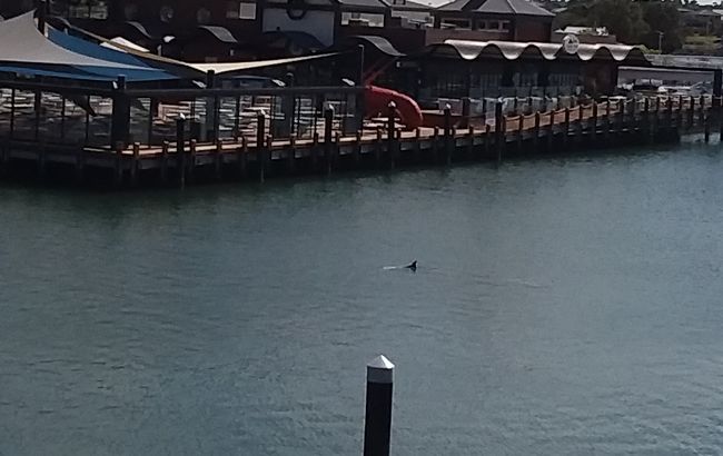 Direkt vor unserem Balkon: Besuch von zwei Delfinen, auch wenn hier nur einer zu sehen ist.