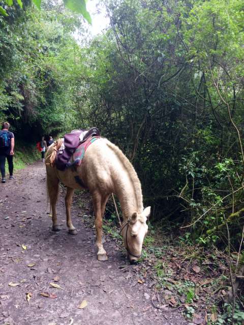 Horses walk the trail alone