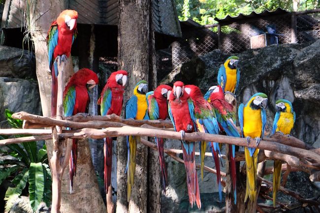 Chiang Mai