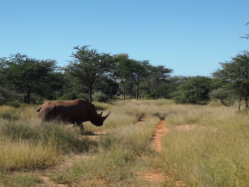 Rhino-Trekking