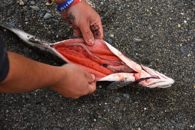 Days 153 to 154: Salmon Madness on the Kenai Peninsula