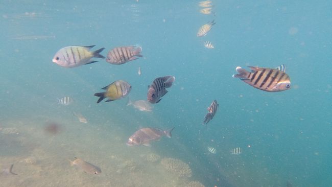 Increíble buceo, canguros y koalas