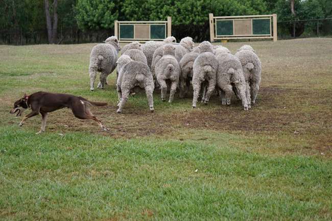 Schafe einfangen