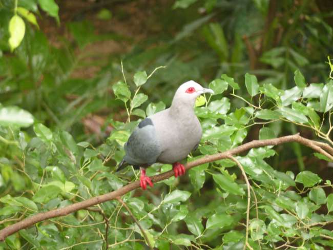Bird aviary in Hong Kong Park
