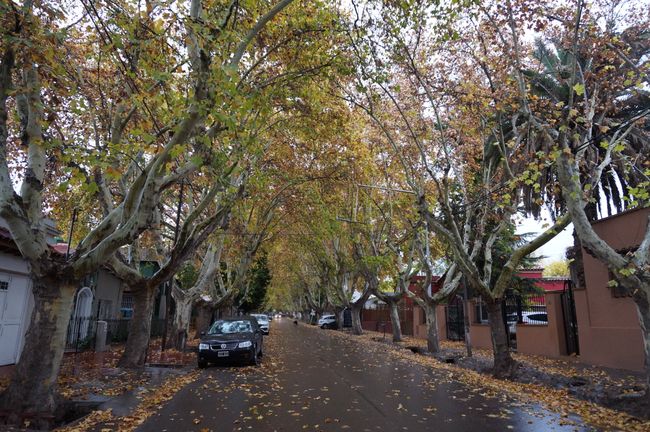 Autumn in Mendoza