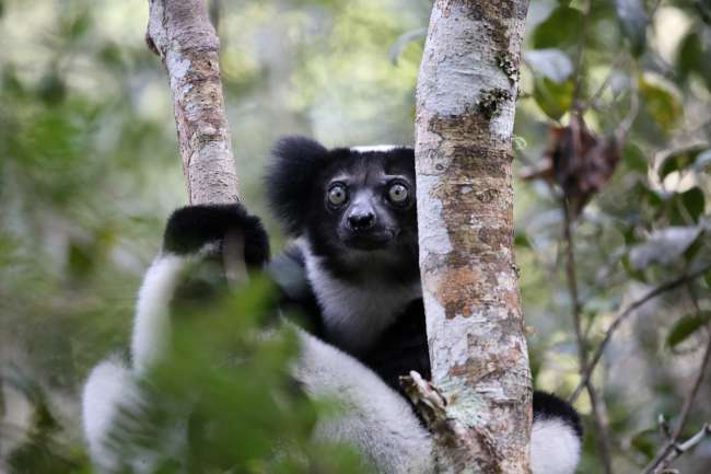 Das Indri Indri Reservat