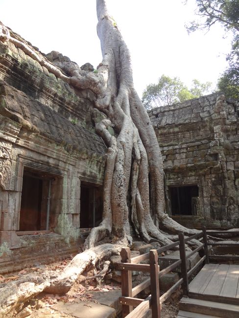 Angkor Wat und ein klein bisschen Kambodscha
