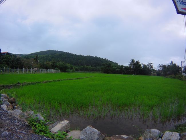 Doch das Wetter hatte sich wieder etwas beruhigt. Es nieselte nur noch. Vorbei an diesem wunderbar grünen Reisfeld ging es als erstes auf den Marmorberg.
