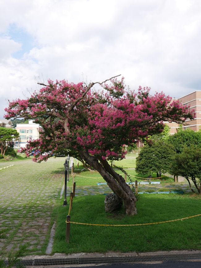 Jeonju - Birthplace of Bibimbap