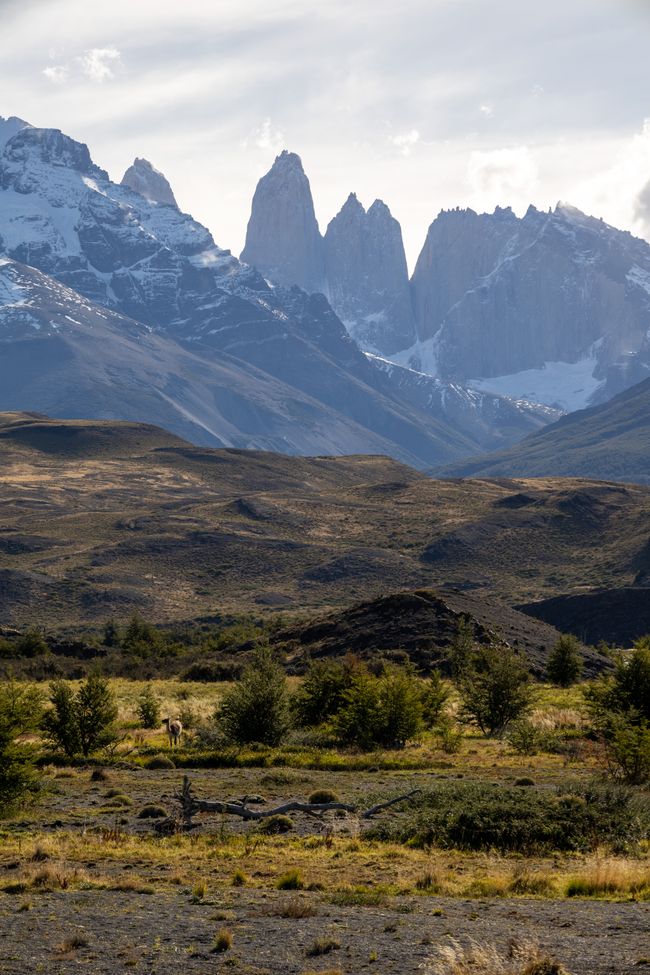 The Torres from a distance - find the guanaco