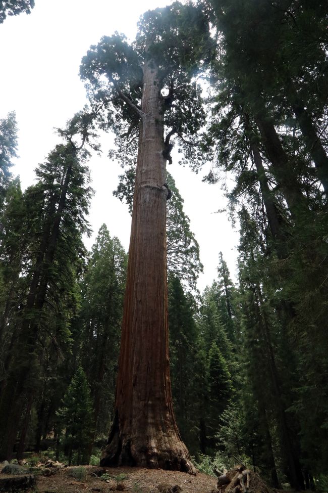 Giganten-Treffen im Sequoia und Kings Canyon NP /Kalifornien