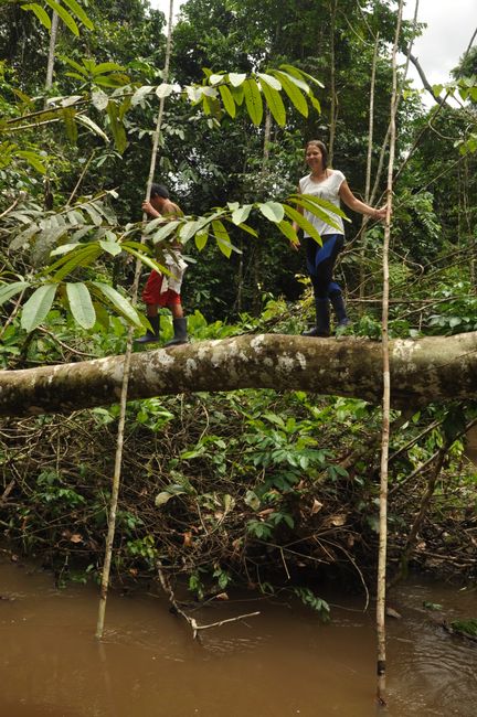 Eine typische Brücke im Regenwald 