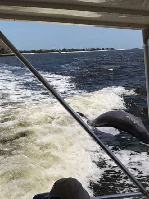 Marco Island - Dolphins